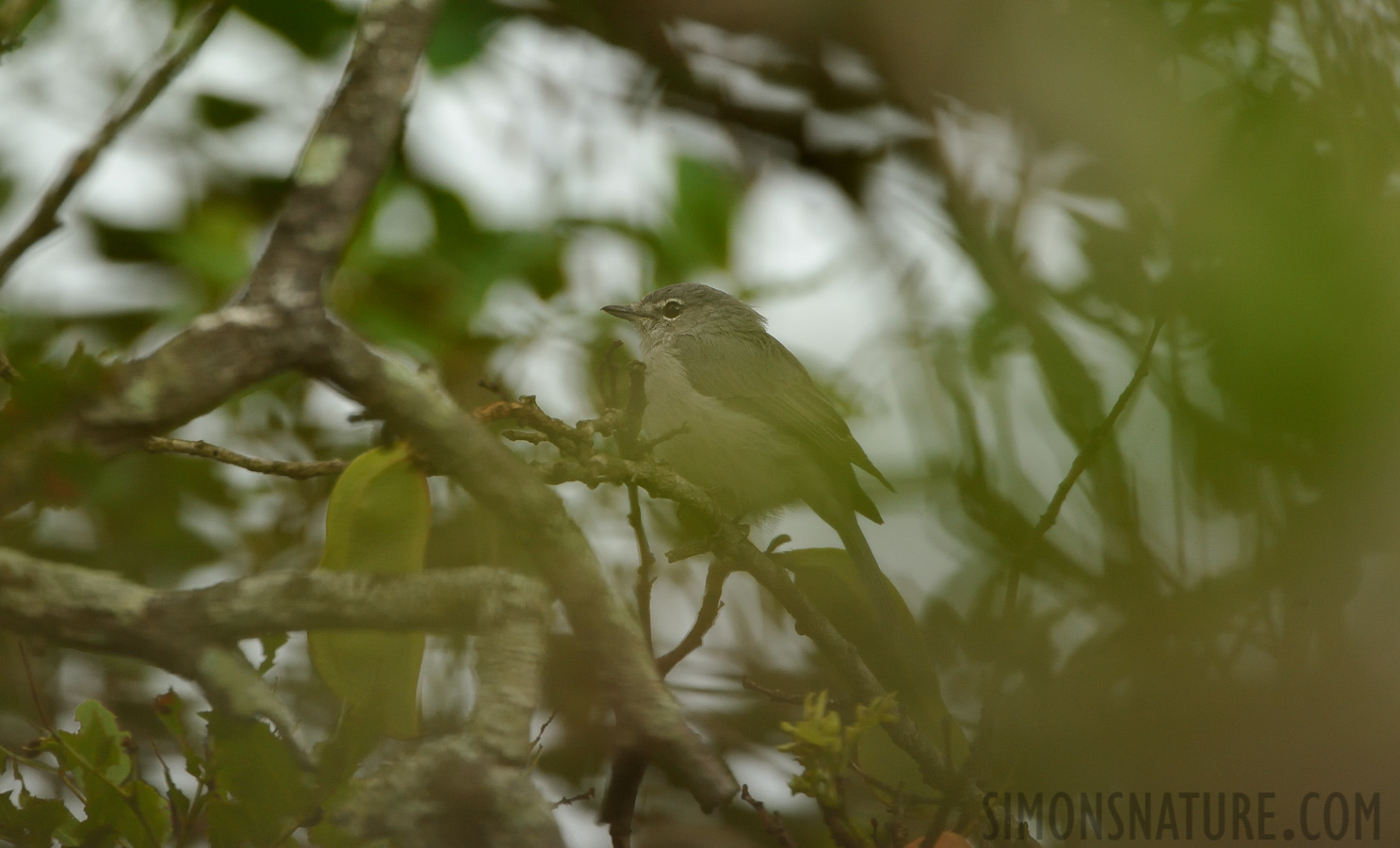 Myioparus plumbeus [550 mm, 1/200 sec at f / 8.0, ISO 1600]